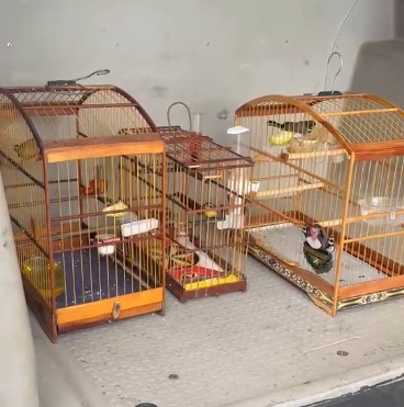 Homem é preso em flagrante por manter dezenas de aves silvestres em cativeiro e situação de maus-tratos por Divulgação