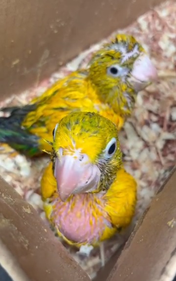 Homem é preso em flagrante por manter dezenas de aves silvestres em cativeiro e situação de maus-tratos por Divulgação