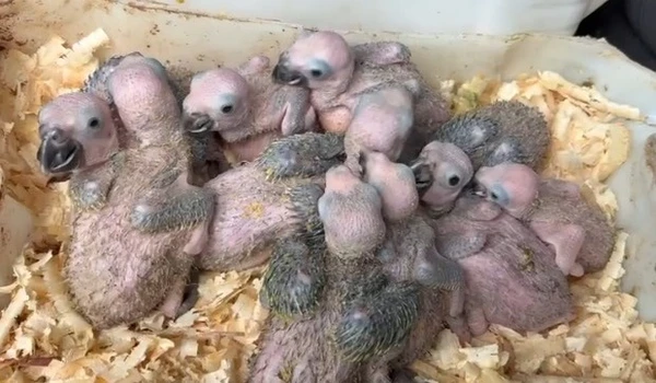 Homem é preso em flagrante por manter dezenas de aves silvestres em cativeiro e situação de maus-tratos por Divulgação