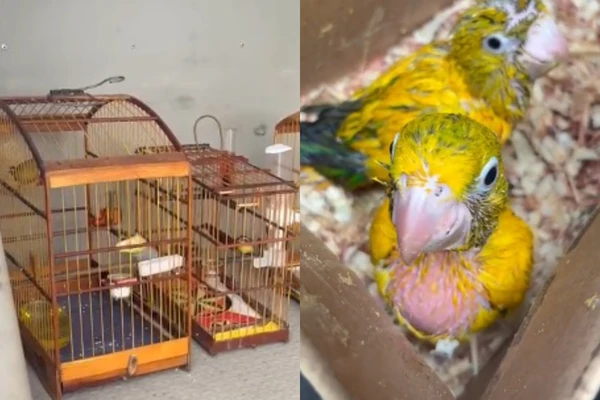 Homem é preso em flagrante por manter dezenas de aves silvestres em cativeiro e situação de maus-tratos