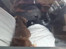 Imagem - Projeto prevê multa de até R$ 100 mil para quem deixar animais sozinhos em veículos