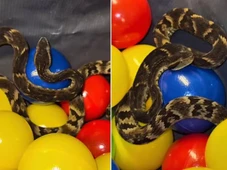 Imagem - Jararaca é encontrada em piscina de bolinhas de restaurante