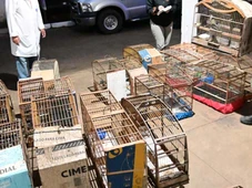 Imagem - Mais de 40 aves silvestres são resgatadas de cativeiro clandestino na Bahia