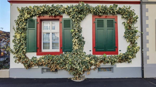 A planta que ocupa paredes, e libera espaço dentro de casa por Pexels