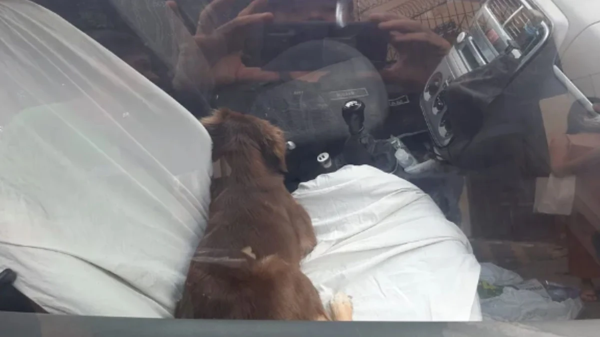 Cachorro foi deixado dentro de um carro fechado em Mossoró (RN)