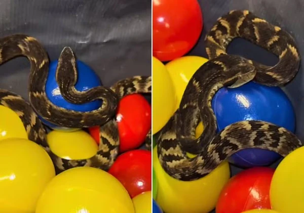 Jararaca é encontrada em piscina de bolinhas de restaurante