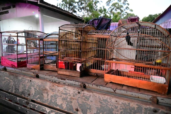 Mais de 40 aves silvestres são resgatadas de cativeiro clandestino na Bahia por Divulgação