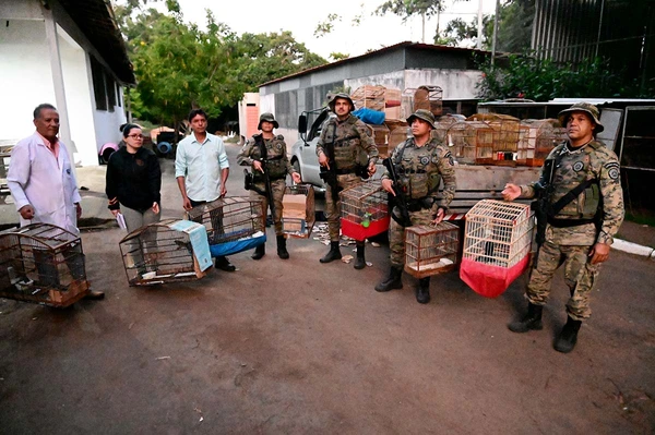 Mais de 40 aves silvestres são resgatadas de cativeiro clandestino na Bahia por Divulgação