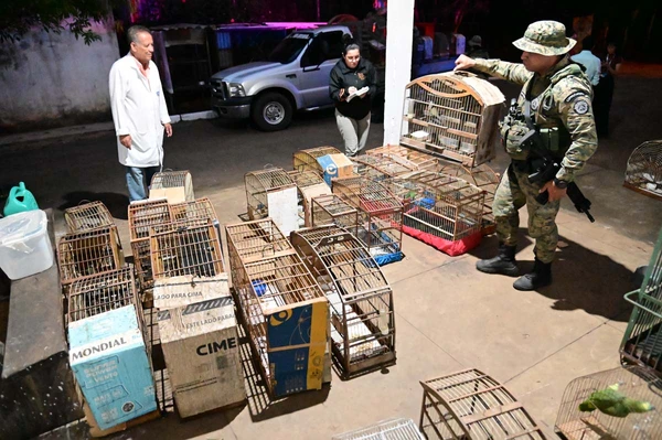 Mais de 40 aves silvestres são resgatadas de cativeiro clandestino na Bahia por Divulgação