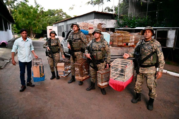Mais de 40 aves silvestres são resgatadas de cativeiro clandestino na Bahia por Divulgação
