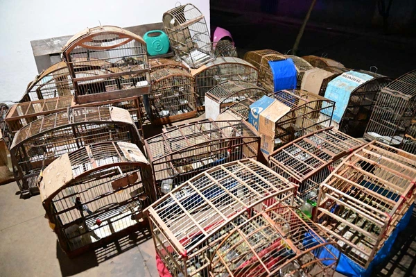 Mais de 40 aves silvestres são resgatadas de cativeiro clandestino na Bahia por Divulgação