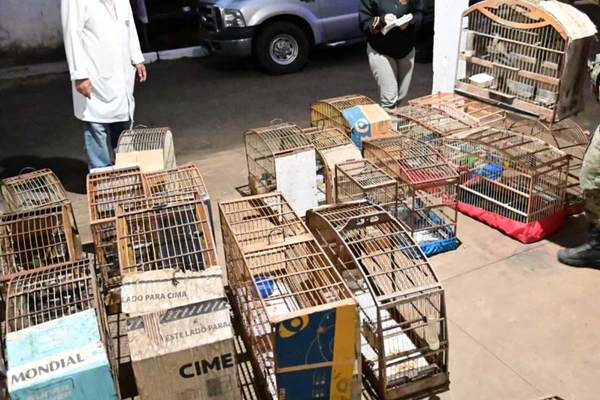 Mais de 40 aves silvestres são resgatadas de cativeiro clandestino na Bahia