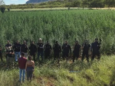Imagem - Plantação com 300 mil pés de maconha é exterminado em Ibitiara; prejuízo chega a R$ 45 milhões