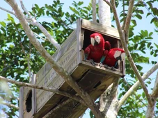 Imagem - Histórico! Filhotes de arara-vermelha nascem na Bahia após quase 200 anos de extinção