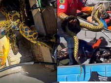 Imagem - Grupo de mulheres sai para pescar e é surpreendido pela presença de sucuri descansando em barco