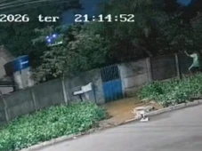 Imagem - Pitbull é morto ao defender tutor de ataque dentro da própria casa; suspeito foi preso com marcas de mordida