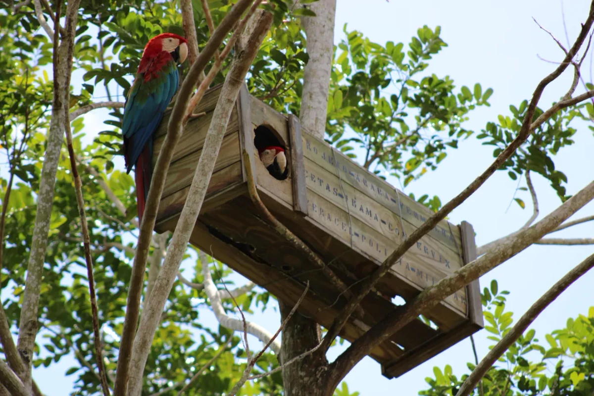 Reprodu por Arara-vermelha