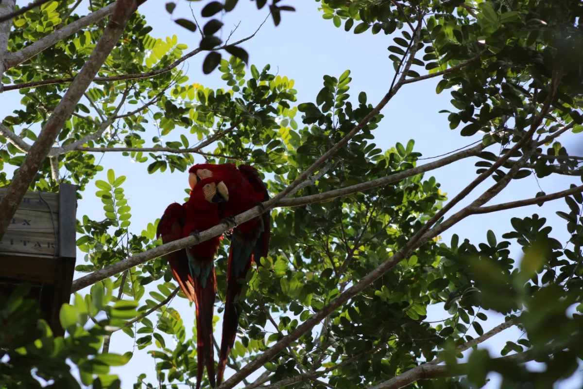 Reprodu por Arara-vermelha