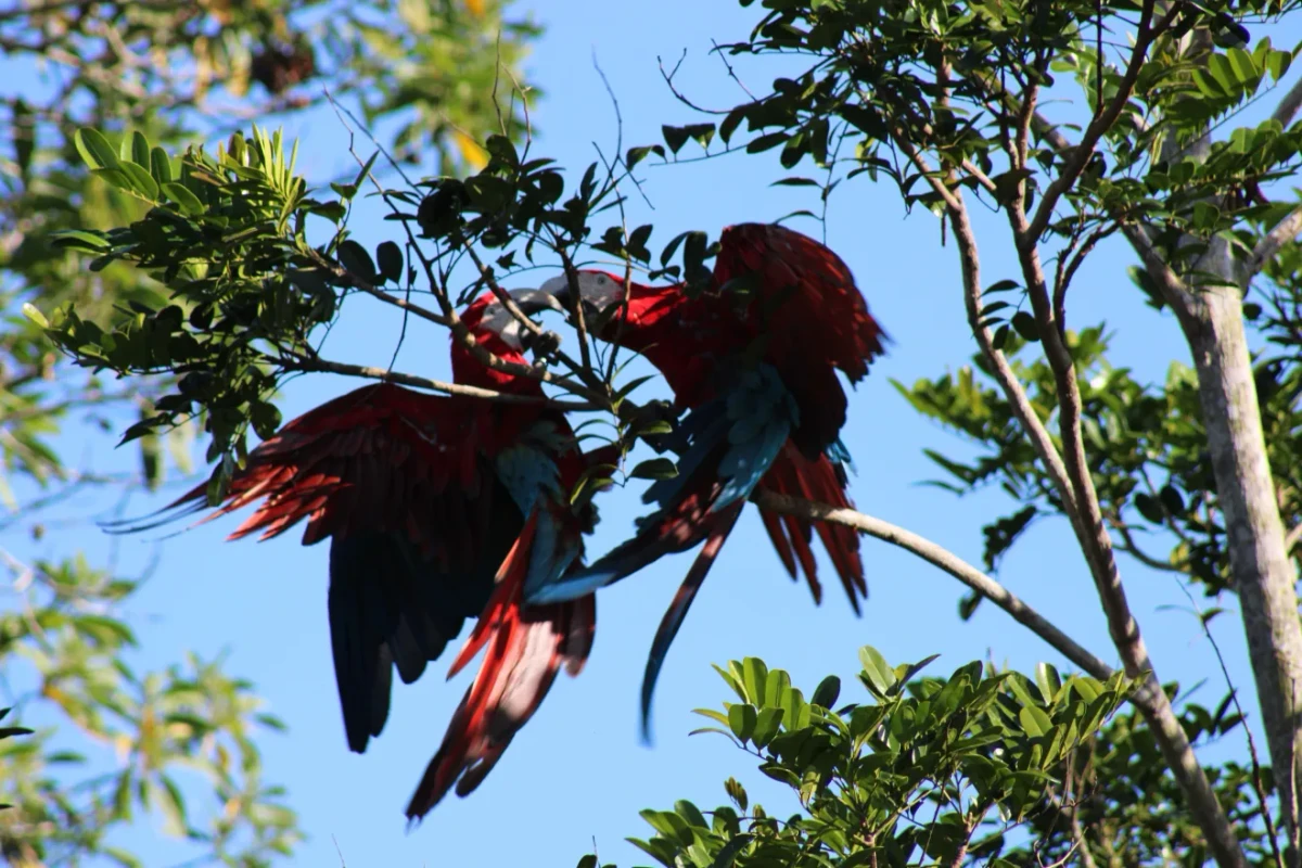 Reprodu por Arara-vermelha
