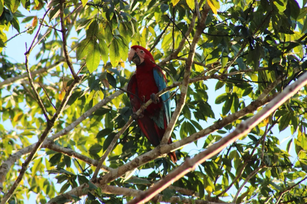Reprodu por Arara-vermelha