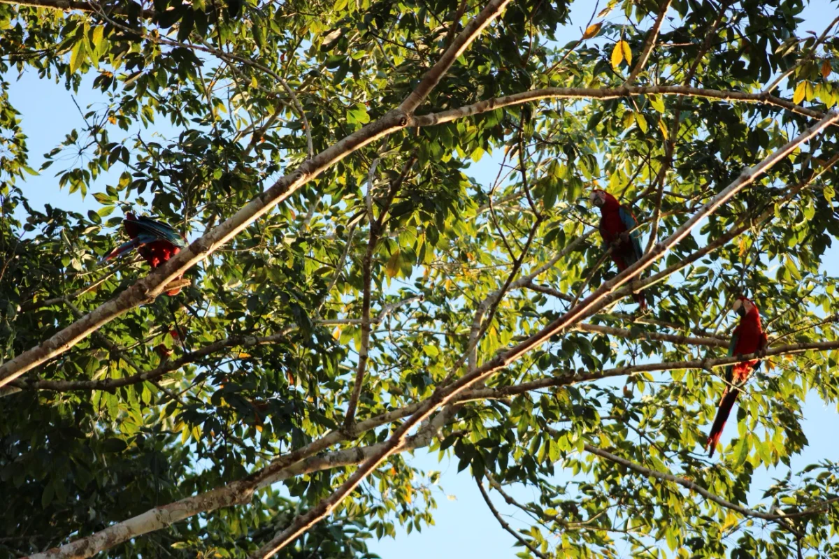 Reprodu por Arara-vermelha