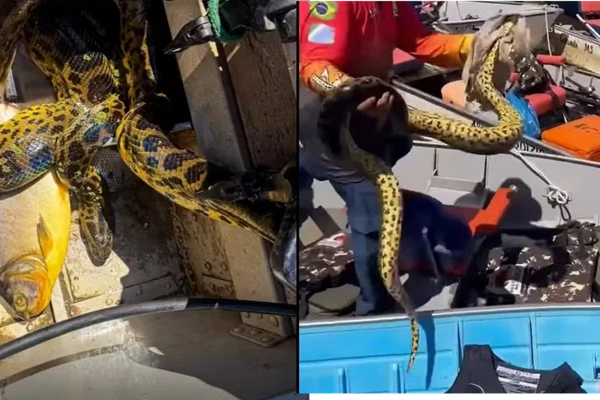 Grupo de mulheres sai para pescar e é surpreendido pela presença de sucuri descansando em barco