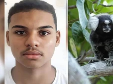 Imagem - Raiva humana provocou morte morte de adolescente após mordida de sagui
