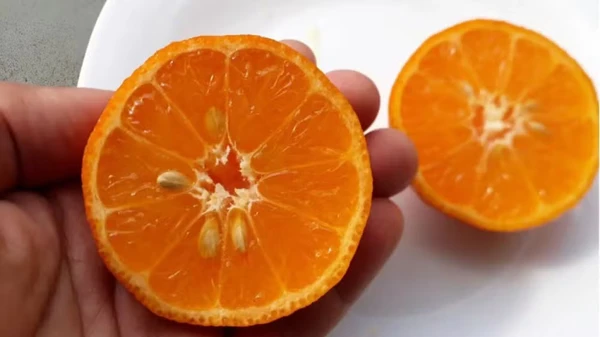 Limão Cravo: é considerado um porta-enxerto, mas não deixa de ter uso comercial e ser consumido como fruta. Resultado do cruzamento entre a tangerina e o limão, tem a casca verde-amarelada ou amarela, ficando laranja na maturação. A polpa é laranja, tem muito suco, acidez e sabor/Canva/Creative  Commons por Shutterstock