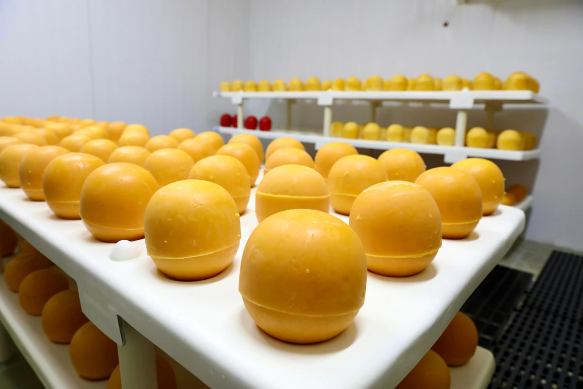 Agroindústria de leite fortalece cadeia produtiva e gera oportunidades em Tapiramutá