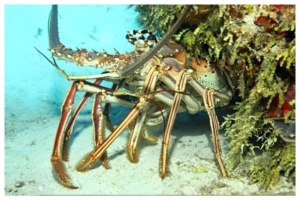 Só poderão ser pescadas até 6.192 toneladas de lagosta vermelha (Panulirus argus) e lagosta verde (Panulirus laevicauda) somadas