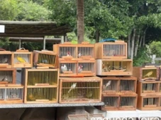 Imagem - Mais de 150 aves silvestres são resgatadas em feira livre