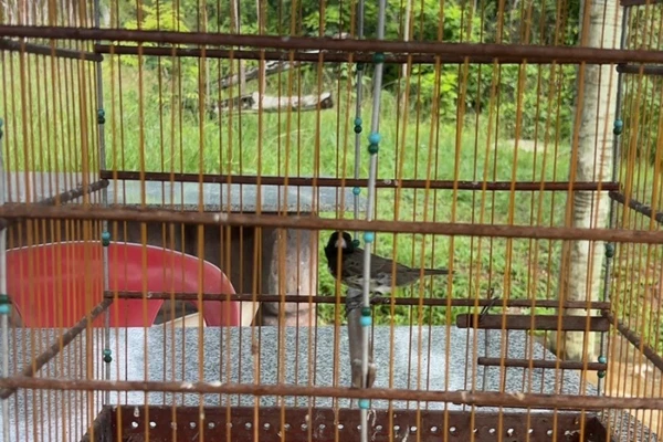 Mais de 150 aves silvestres são resgatadas em feira livre por Divulgação