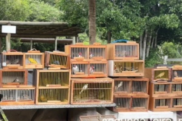 Mais de 150 aves silvestres são resgatadas em feira livre