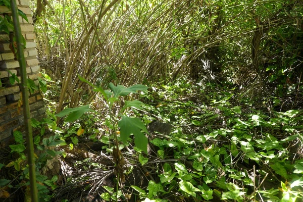 Mansão fica em condomínio localizado em uma área de luxo do Park Way, no DF por Luis Nova/Metrópoles