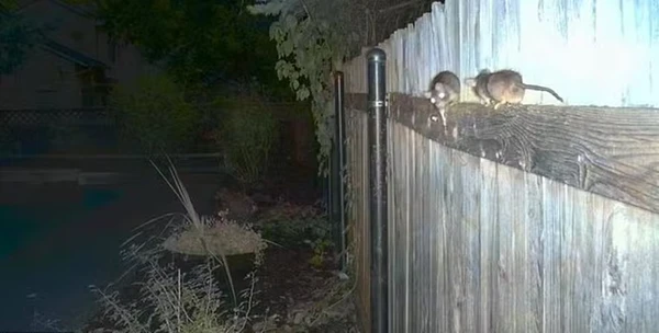 Moradores compartilham nas redes sociais imagens de infestação de ratos