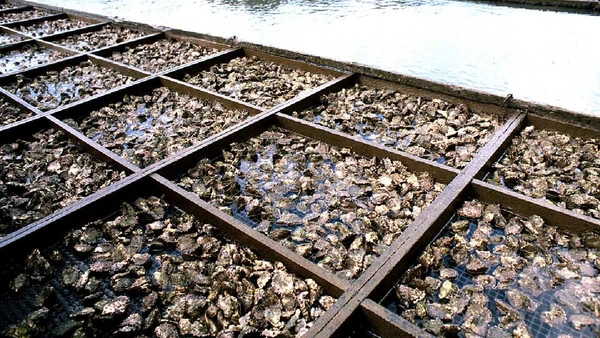 A criação de ostras é uma forma de aquicultura presente em diferentes países costeiros, com técnicas adaptadas ao tipo de água e ao mercado local por Robert Kerton, CSIRO / Wikimedia Commons