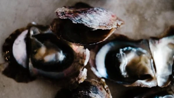 Depois da colheita, o frescor define boa parte do valor comercial das ostras vendidas a restaurantes e consumidores finais por Rachel Claire / Pexels