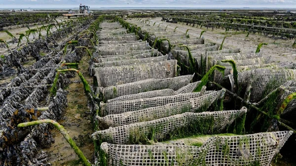 O cultivo começa com estruturas instaladas no mar, onde as ostras crescem em ambiente controlado até atingir tamanho comercial por Gu Bra / Pexels