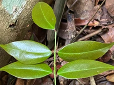 Imagem - Planta nativa da Mata Atlântica com presença na Bahia mostra potencial contra a covid-19; saiba qual