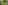 Imagem - Planta nativa da Mata Atlântica com presença na Bahia mostra potencial contra a covid-19; saiba qual