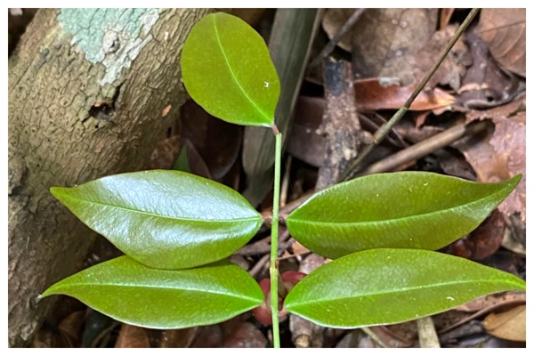 A Copaifera lucens é encontrada especialmente em áreas de Mata Atlântica 