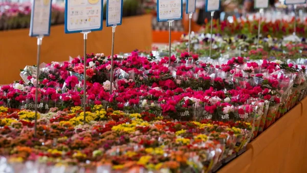 As flores naturais registraram alta de 11,82% em 2026, tornando-se um dos itens com maior peso na conta final para o Dia das Mães. Fabiano de Bruin/Agência Brasil por AGENCIA BRASIL