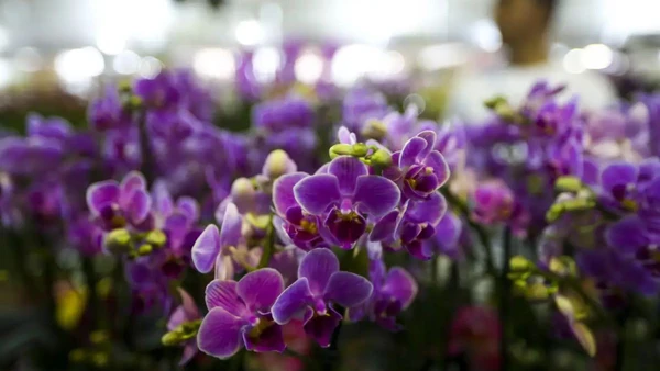 Flores naturais registram alta de 11,82% em 2026, tornando o gesto tradicional um dos itens com maior peso no orçamento para a data. Marcelo Camargo/Agência Brasil por AGENCIA BRASIL