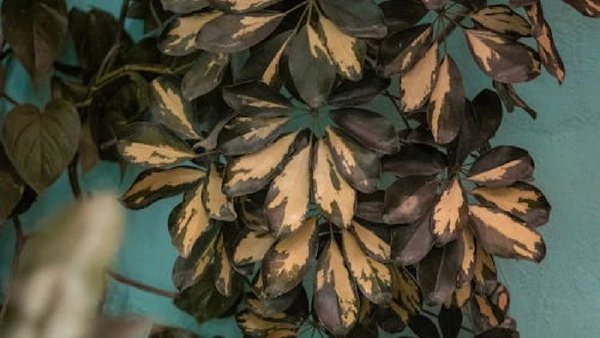 O verde-azulado aparece próximo das cores frias positivas, com associações de calma, contentamento e alívio por Alex Quezada / Pexels