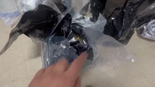 Meia tonelada de drogas apreendida em centro do BDM renderia R$ 2 milhões por Reprodução / Polícia Civil da Bahia