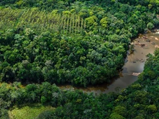 Imagem - Bracell avança na contribuição para paisagens sustentáveis e supera metas de conservação da biodiversidade