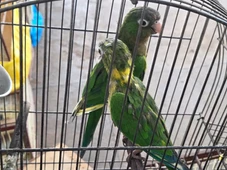 Imagem - Quase 50 aves silvestres são resgatadas em Feira do Rolo na Bahia