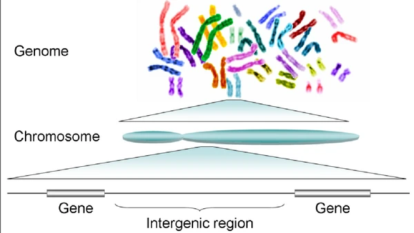 A linhagem contribuiu para estudos de genes, cromossomos e organização do genoma humano por Plociam / Wikimedia Commons