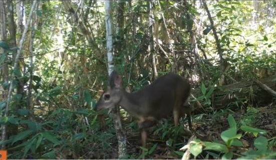 Ambientalistas são atacados a tiros  por Acervo Pessoal