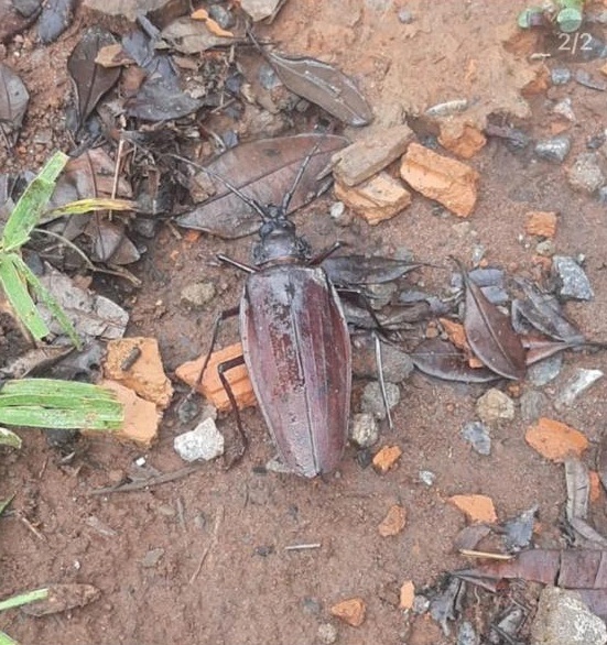 Ambientalistas são atacados a tiros na Chapada Diamantina por Acervo Pessoal